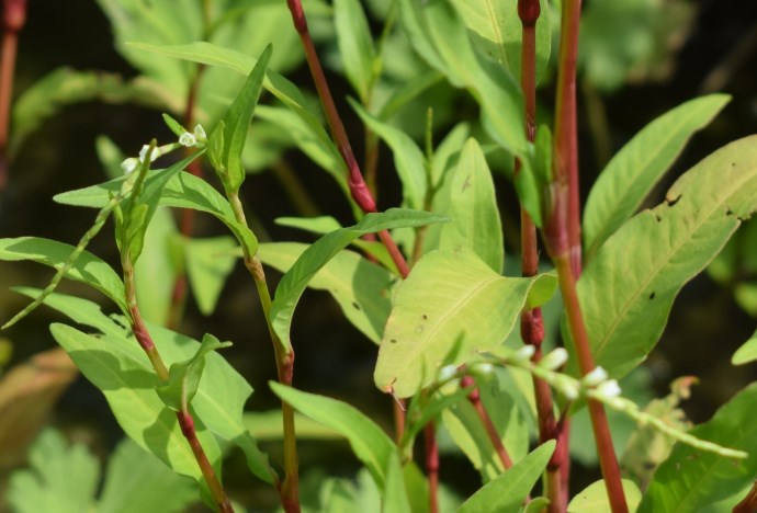 Persicaria hydropiper?